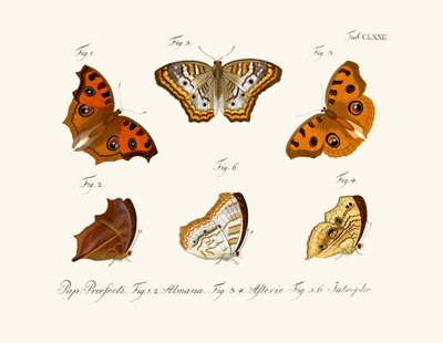 Papillons - German School