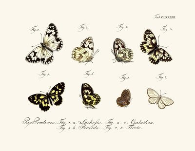 Papillons - German School