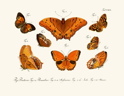 Papillons - German School