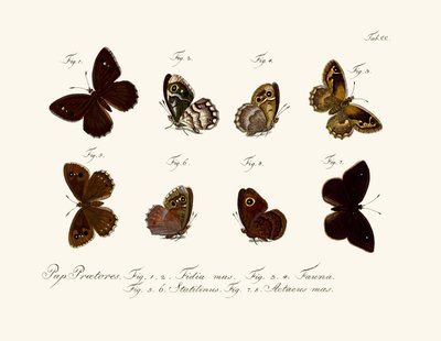 Papillons - German School