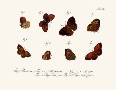 Papillons - German School