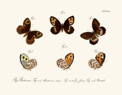 Papillons - German School