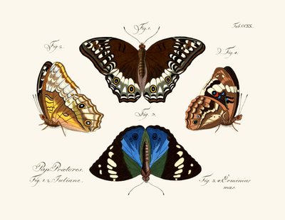 Papillons - German School