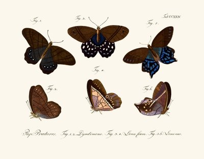 Papillons - German School