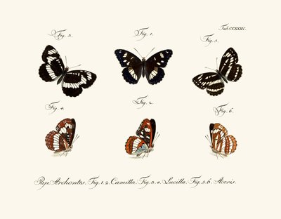 Papillons - German School