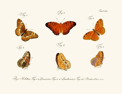 Papillons - German School