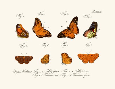 Papillons - German School