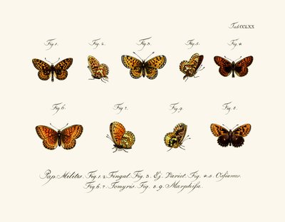 Papillons - German School
