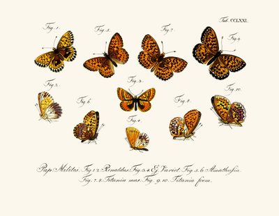 Papillons - German School