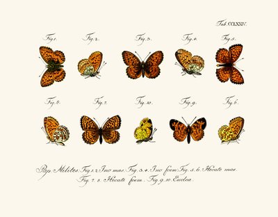 Papillons - German School