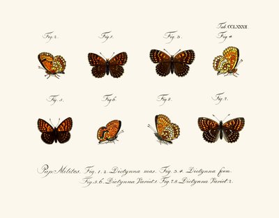 Papillons - German School