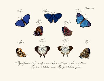 Papillons - German School
