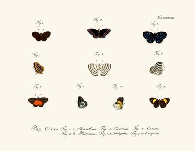 Papillons - German School