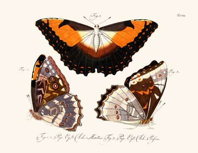 Papillons - German School