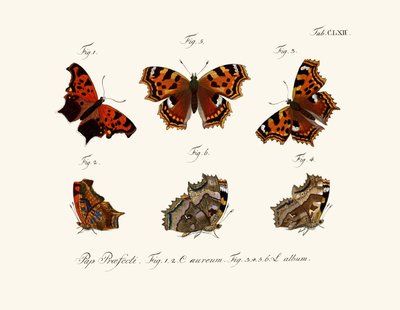 Papillons, 1783-1806 - German School