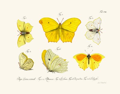 Papillons, 1783-1806 - German School