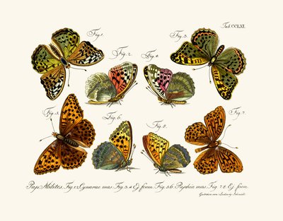 Papillons - German School