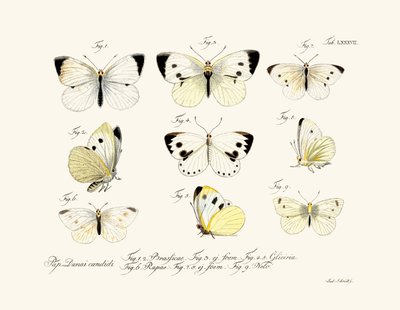 Papillons - German School