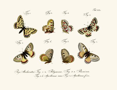 Papillons - German School