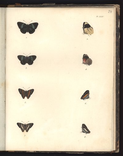 Papillons, Pl. XXIV, illustration de Recueil d