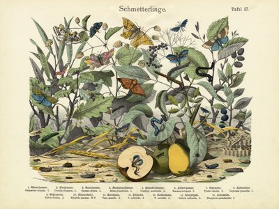 Papillons, vers 1860 - German School