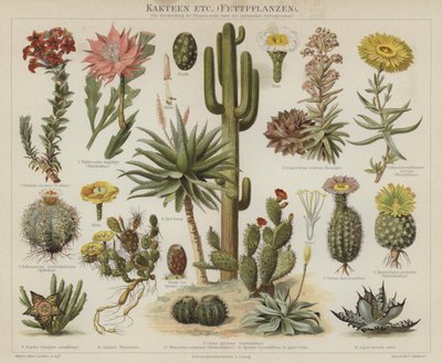 Cactus et succulentes - German School