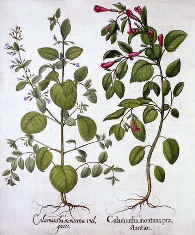 Calamints, de Hortus Eystettensis, par Basil Besler, pub. 1613 - German School
