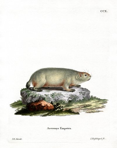 Marmotte canadienne - German School