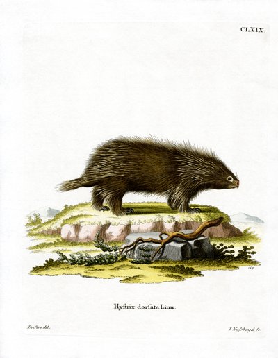 Porc-épic canadien - German School