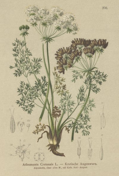 Carotte sucrée (Athamanta cretensis) - German School