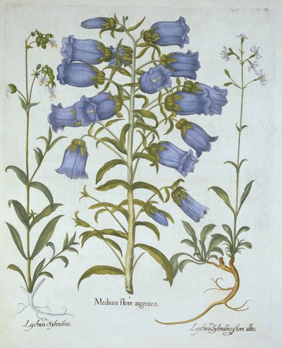 Campanules de Canterbury, silène enflé blanc, silène de Nottingham, de Hortus Eystettensis, par Basil Besler (1561-1629), pub. 1613 - German School
