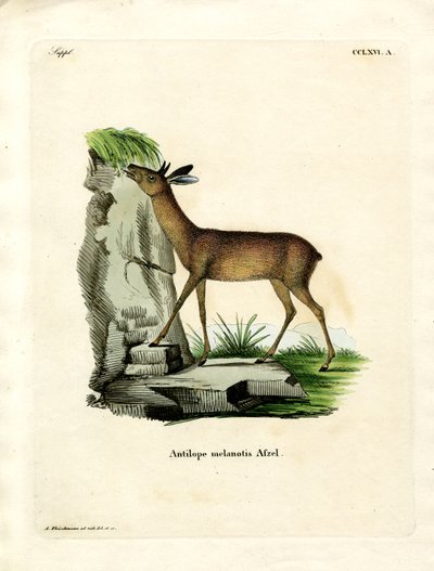 Grysbok du Cap - German School