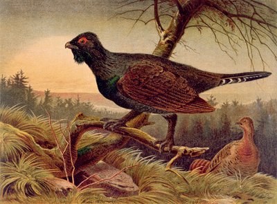 Grand Tétras, planche de Brehms Tierleben: Allgemeine Kunde des Tierreichs, vol.5, p.474, publié par Bibliographisches Institut, 1892 - German School
