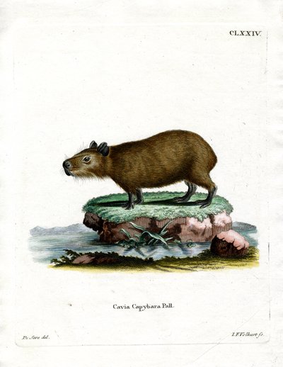 Capybara - German School