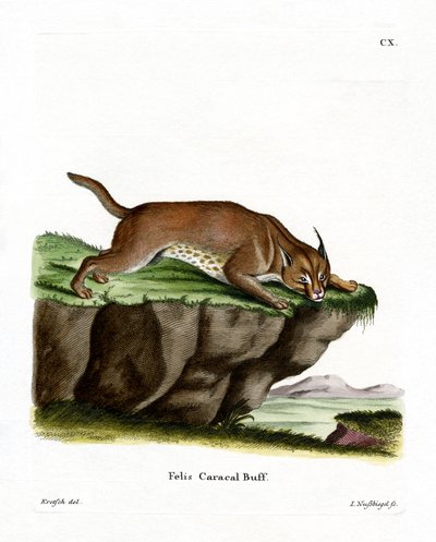 Caracal - German School