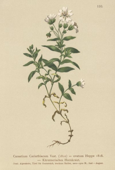 Oreille de souris de Carinthie (Cerastium Carinthiacum) - German School