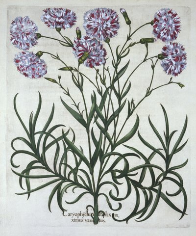 Œillet, de Hortus Eystettensis, par Basil Besler (1561-1629), pub. 1613 - German School