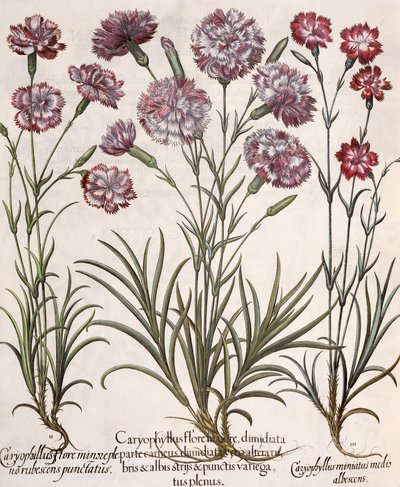 Œillets, du Hortus Eystettensis par Basil Besler - German School