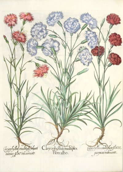 Œillets : 1.Caryophyllus multiplex flore albo ; 2.Caryophyllus multiplex laciniosus flore incarnato ; 3.Caryophyllus multiplex flore purpureo rubescente, du Hortus Eystettensis par Basil Besler - German School