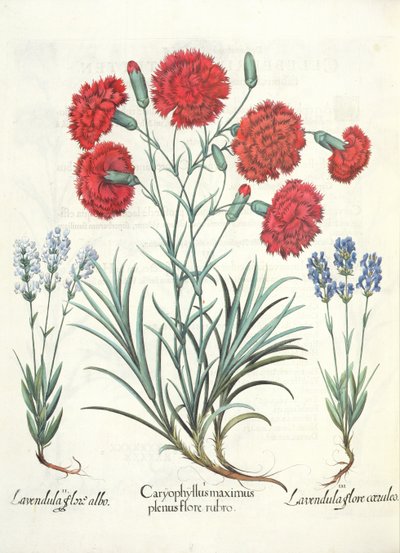 Œillets et lavande, du Hortus Eystettensis par Basil Besler - German School