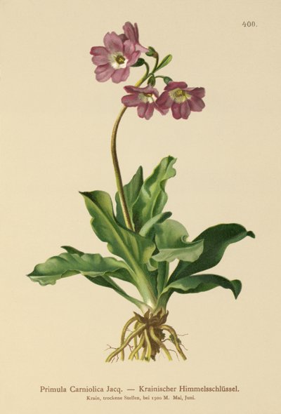 Primevère carniolienne - German School