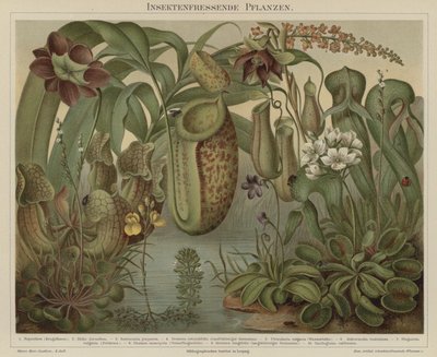 Plantes carnivores - German School