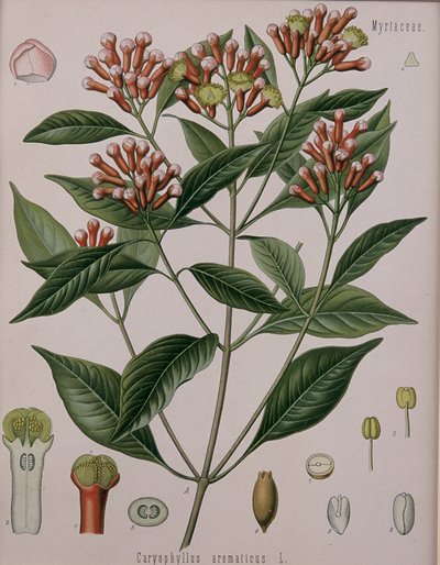 Caryophyllus Aromaticus (Clous de girofle) - German School