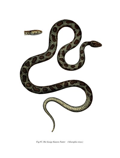Serpent chat - German School