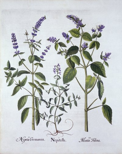 Cataire et herbe à chat, de Hortus Eystettensis, par Basil Besler (1561-1629), pub. 1613 - German School