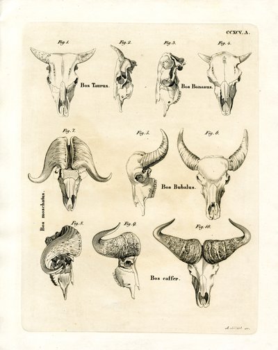 Crânes de bovins - German School