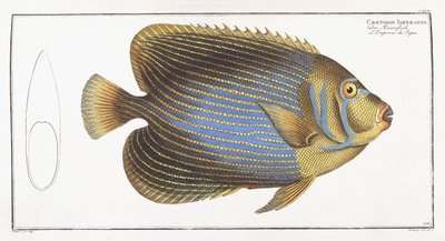Chaetodon Imperator - German School