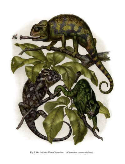 Caméléon - German School