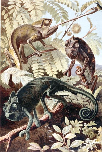 Caméléon, planche de "Brehms Tierleben: Allgemeine Kunde des Tierreichs", vol.7, p.171, publié par Bibliographisches Institut - German School