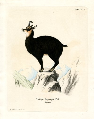 Chamois - German School